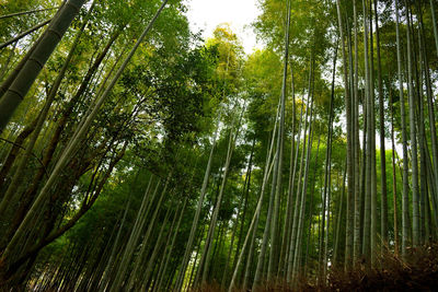 Low angle view of bamboo trees in forest