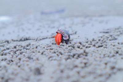 Close-up of ladybug on land