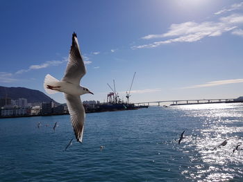 Seagull flying over sea against sky