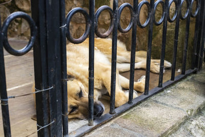 Cat in cage at zoo