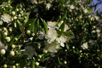 Close-up of white flowering plant