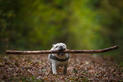 Dog carrying stick in mouth while walking on land at forest during autumn