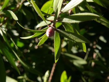 Close-up of leaves