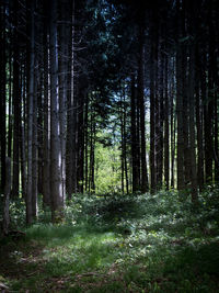 Trees in forest