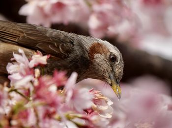 Close-up of bird