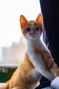 Portrait of cat sitting at home