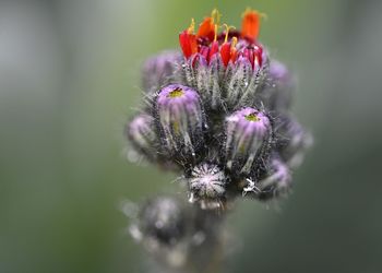 Close-up of flower blooming outdoors