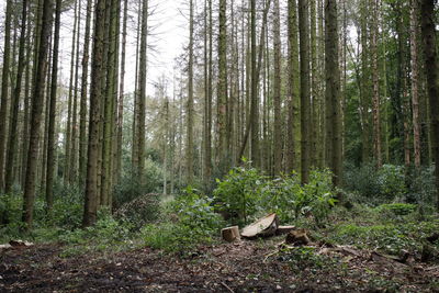 Trees growing in forest