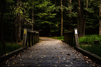 Footpath amidst trees in forest