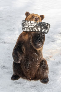 View of an animal on snow covered land