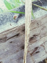 High angle view of insect on tree trunk