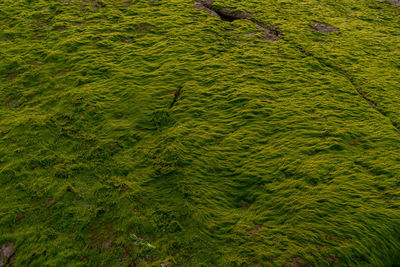 High angle view of leaves floating on lake