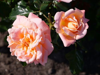 Close-up of pink rose flower