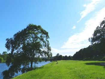 Scenic view of grassy field against sky