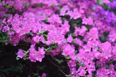 Close-up of pink bougainvillea flowers