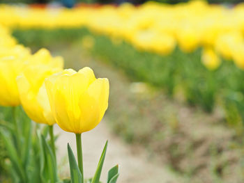 Close-up of yellow tulip flower