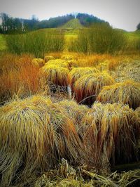 Scenic view of field