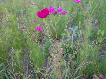 Close-up of pink flowering plants on field