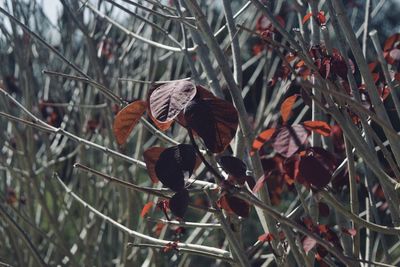 Close-up of butterfly on branch