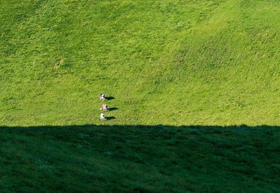 High angle view of green field