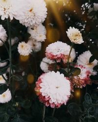 Close-up of white flowering plants