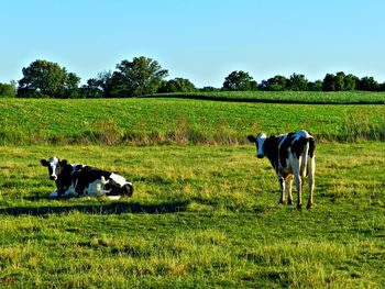 Cows grazing on grassy field