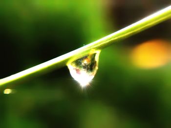 Close-up of green leaf