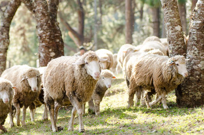 Sheep walking on grass