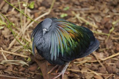 Close-up of bird perching on field