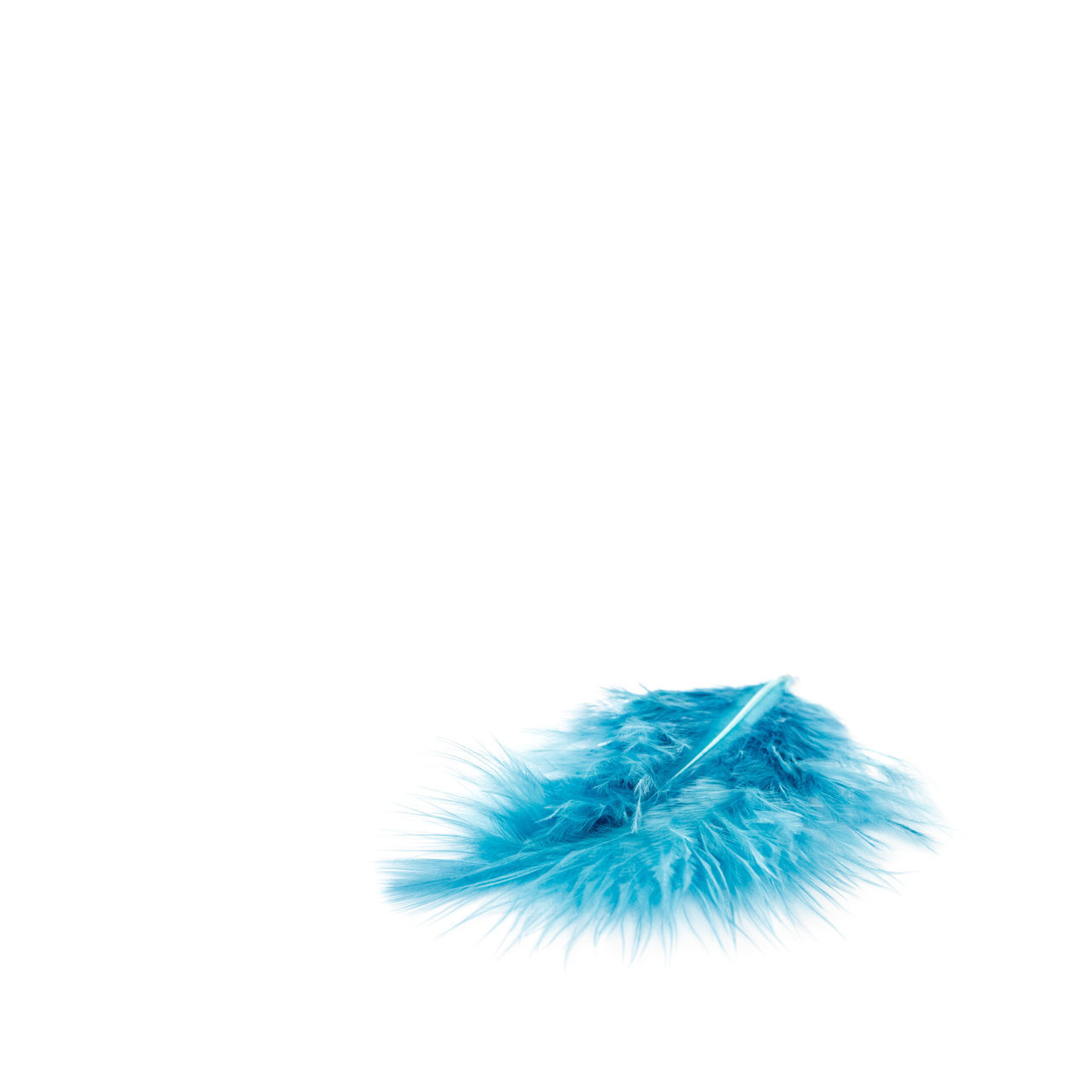 CLOSE-UP OF FEATHER ON WHITE BACKGROUND