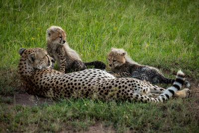 Cheetah family sitting on land in forest