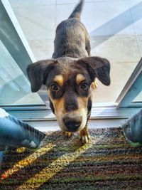 Close-up portrait of dog looking at camera