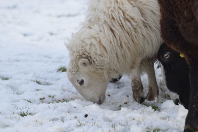 Close-up of a horse on snow covered field
