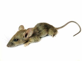High angle view of a lizard on white background
