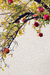 Low angle view of fruits on tree