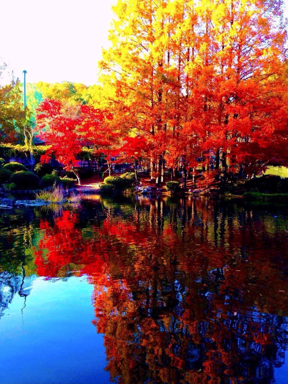 tree, reflection, autumn, water, change, waterfront, lake, season, tranquility, beauty in nature, orange color, tranquil scene, nature, clear sky, scenics, growth, standing water, idyllic, branch, red