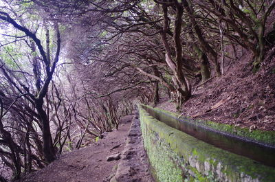 Road amidst trees in forest