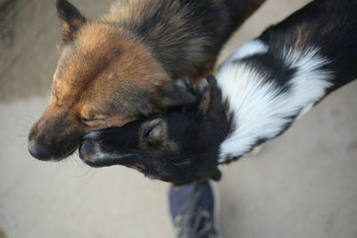 High angle view of dog lying down