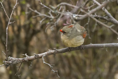 Close-up of bird perching on branch