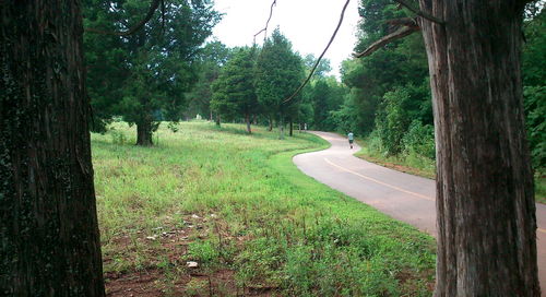 Road amidst trees on landscape