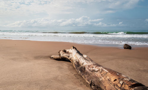 View of driftwood on beach against sky