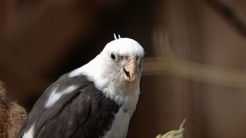 Close-up of a bird