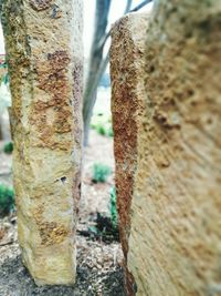 Close-up of tree trunk