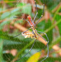 Close-up of spider on web