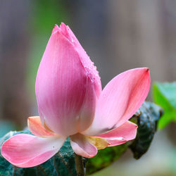 Close-up of pink water lily