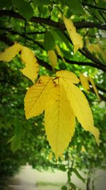 Close-up of yellow leaf on tree