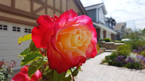 Close-up of fresh pink rose blooming outdoors