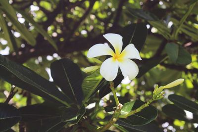 Close-up of frangipani blooming outdoors