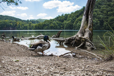 Swans in lake against sky