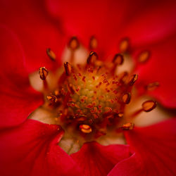 Close-up of flower 